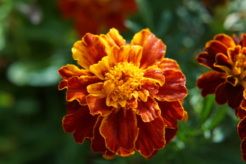 Closeup of beautiful french marigold flowers blooming.