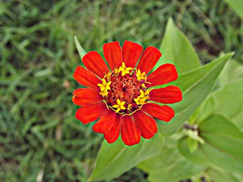 Amor e flor