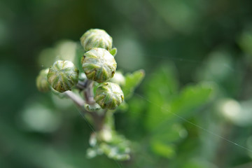 Close up of chrysanthemum flower buds.