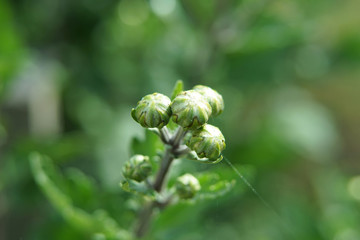 Close up of chrysanthemum flower buds.