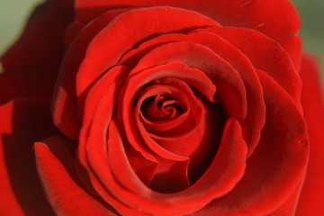 Close-up view of beatiful red rose.