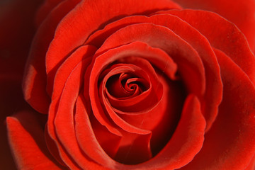 Fototapeta na wymiar Close-up view of beatiful red rose.