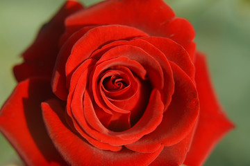 Red rose close-up.