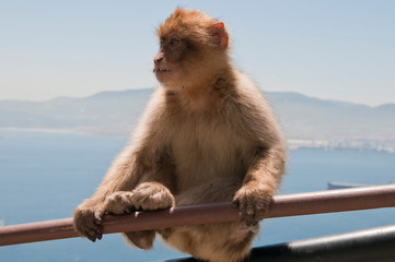 Berberaffe, Gibraltar, Britisches Überseegebiet
