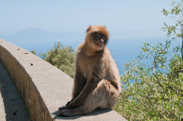 Berberaffe, Gibraltar, Britisches Überseegebiet