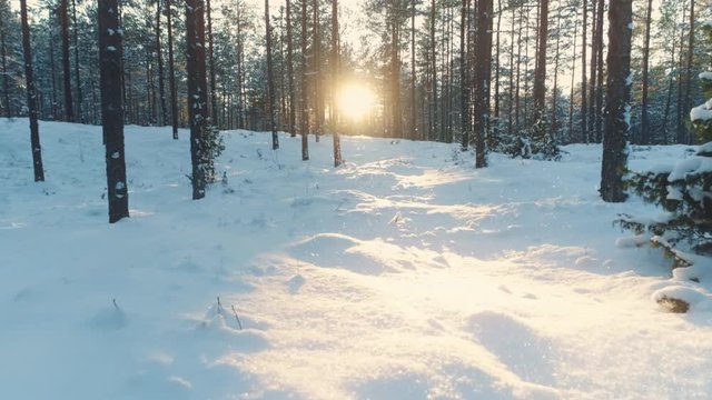 Moving in snow covered winter forest at sunset. Slow motion low angle dolly shot.