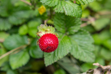 Wilde Erdbeere