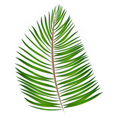 Obraz premium Palm Leaf Vector Background Illustration