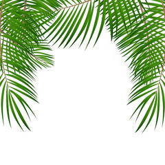 Fototapeta na wymiar Frame with Palm Leaf Vector Background Isolated Illustration