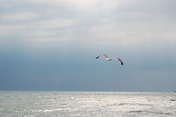 seagull flying over the sea