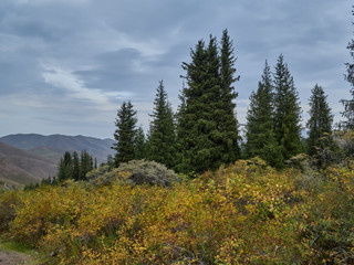 Shrub on the mountainside with Christmas trees on the photo of young mountains