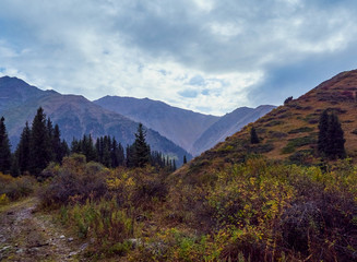 mountain path in the gorge going between the slopes with trees, dense thickets