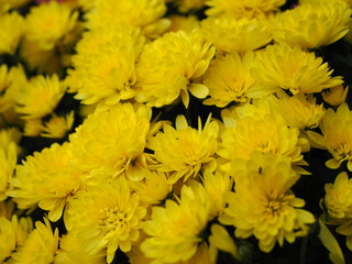 Bunch of yellow chrysanth flowers