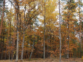 Autumn park or forest landscape 