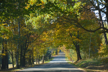 The autumn road