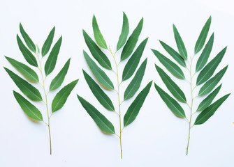 Fototapeta premium Eucalyptus branches on white background.