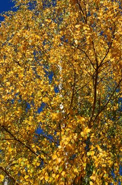 Herbst im Birkenwald