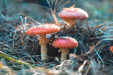 Poisonous fly agaric/ fly amanita mushroom in the central European pine forest