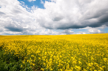 Field of flowering mustard and sky