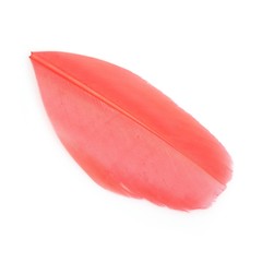 Bright multicoloured bird feather isolated on white background