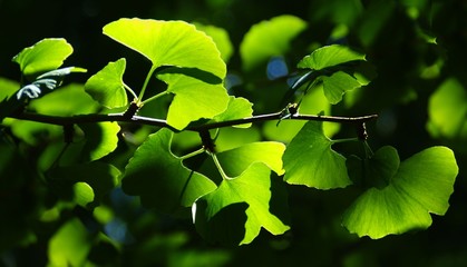 Ginko Biloba