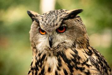 Eurasion Eagle Owl, in captivity