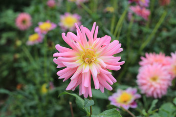 Fototapeta premium flowers in autumn park