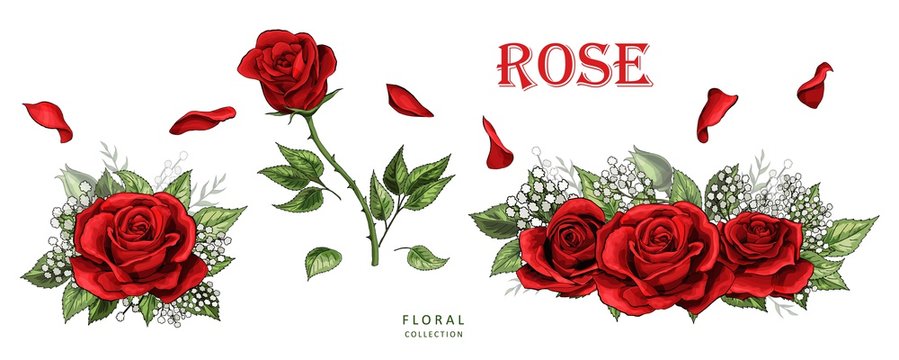 Red roses hand drawn color set. Rose flowers isolated on white background