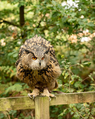  Eurasion Eagle Owl, in captivity