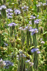 The field is blooming phacelia