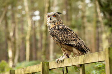 UK, Sherwood Forrest, Nottinghamshire  Birds of Prey Event - Eurasion Eagle Owl,sitting on a fence in the forest