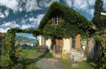 Fototapeta na wymiar Creeper, covered workshop on Walenstadtberg Swiss Alps