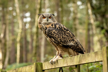 UK, Sherwood Forrest, Nottinghamshire  Birds of Prey Event - Eurasion Eagle Owl,sitting on a fence in the forest