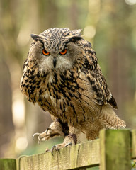  Eurasion Eagle Owl, in captivity