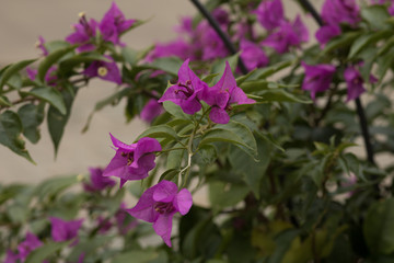 Fototapeta premium pink flowers in garden