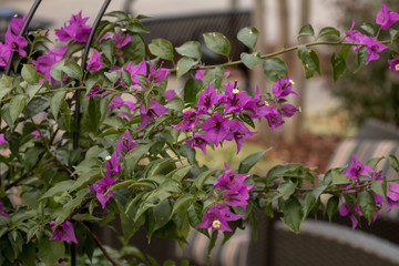 flowers in the garden