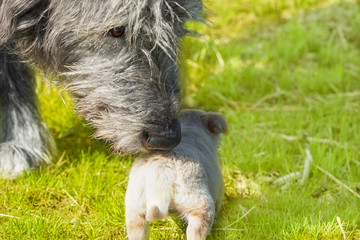 Big dog - Irish Wolfhound sniffs a little puppy