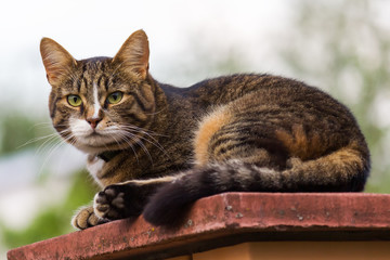 Adult tabby cat lying on the flat top of a pillar