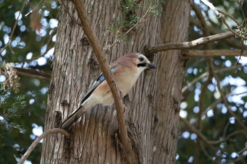Garrulus glandarius in Italy