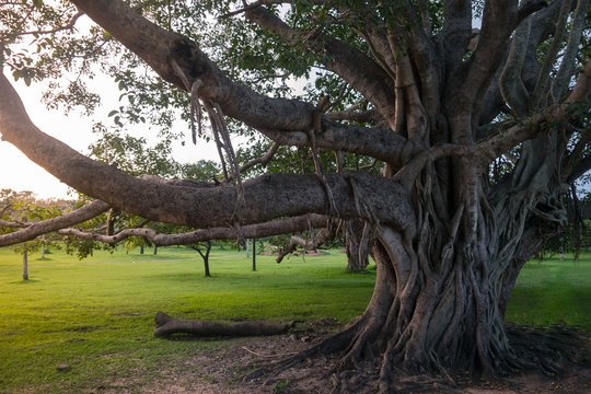Large tree. Sycamore tree in Sri Lanka.