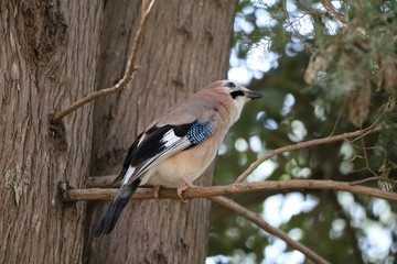 Jay bird Garrulus glandarius in Italy