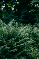 Fern bush in the forest