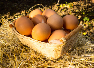 Chicken eggs on basket