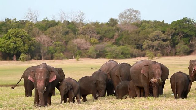 Asian Elephant in Minnerya national park, Sri Lanka - specie family of Elephantidae