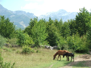 Albanian Alps Theth