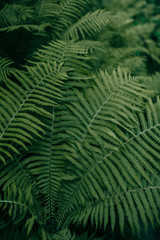 Fototapeta na wymiar Fern bush in the forest