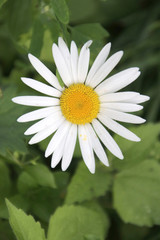 Obraz premium Daisy in the sunlight with white leaves and yellow heart