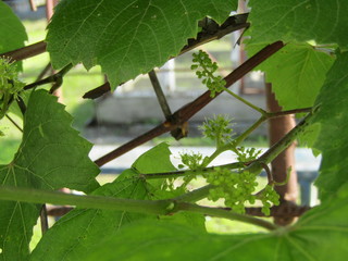 Future clusters of grapes