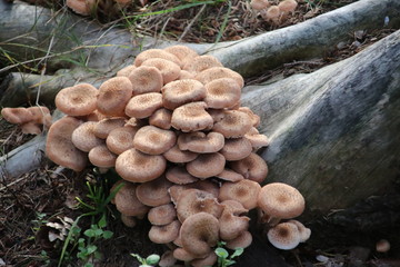 Earthball musroom in the forest during the autumn season in the Netherlands