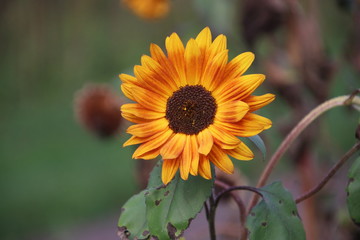 yellow sun flower head  in the A.Vogel garden in 't Harde in the Netherlands